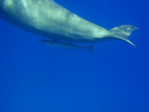 Dugong_4